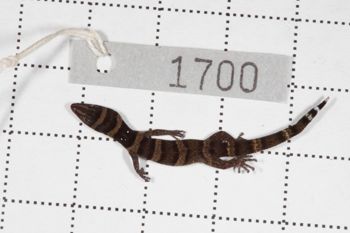 Media type: image;   Herpetology R-189896